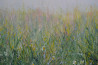 Danutė Virbickienė tapytas paveikslas Klestėjimas, Žolynų kolekcija , paveikslai internetu