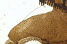 Ramūnas Petrusevičius tapytas paveikslas Ant pievutės, Grafika ir spauda , paveikslai internetu