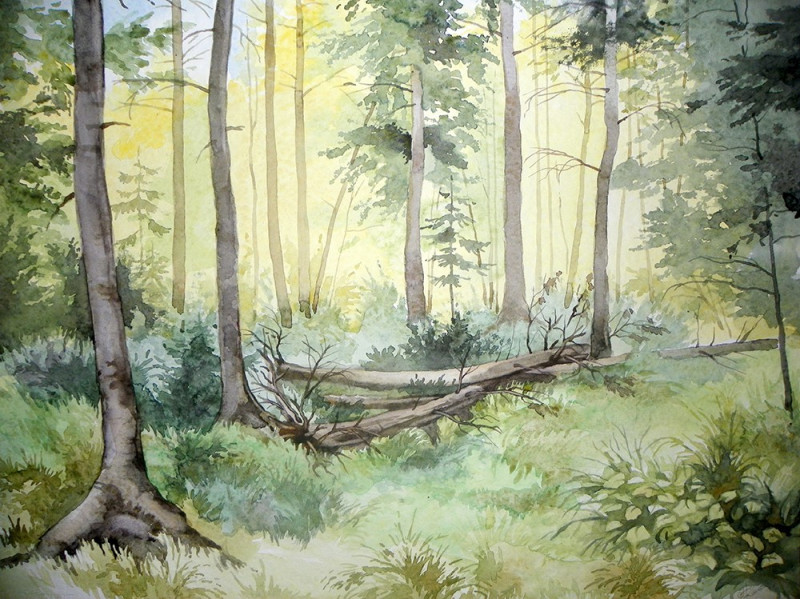 Algirdas Zibalis tapytas paveikslas Saulėtas miškas, Akvarelė , paveikslai internetu