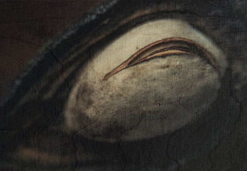 Monika Požerskytė tapytas paveikslas Life of still life nr.15, Natiurmortai , paveikslai internetu