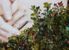 Onutė Juškienė tapytas paveikslas Spanguolyne, Tapyba su žmonėmis , paveikslai internetu