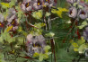 Inesa Škeliova tapytas paveikslas Miniatiūra 2, Gėlės , paveikslai internetu