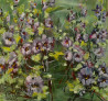 Inesa Škeliova tapytas paveikslas Miniatiūra 2, Gėlės , paveikslai internetu