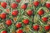 Pomegranate - Paradise Garden Fruit original painting by Viktorija Labinaitė. For children room