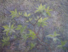 Aida Kačinskaitė tapytas paveikslas Alyvų lapeliai pavasarį, Paveikslai su pavasariu , paveikslai internetu