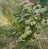 Sigita Paulauskienė tapytas paveikslas Žydėjimas, Gėlės , paveikslai internetu