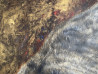 Onutė Juškienė tapytas paveikslas Miegantis rainys, Animalistiniai paveikslai , paveikslai internetu