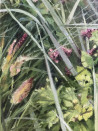 Sigita Paulauskienė tapytas paveikslas Akimirka, Žolynų kolekcija , paveikslai internetu