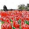 Windmill and Tulips (Skagit Valley, Washington, USA) original painting by Dalius Regelskis. Home