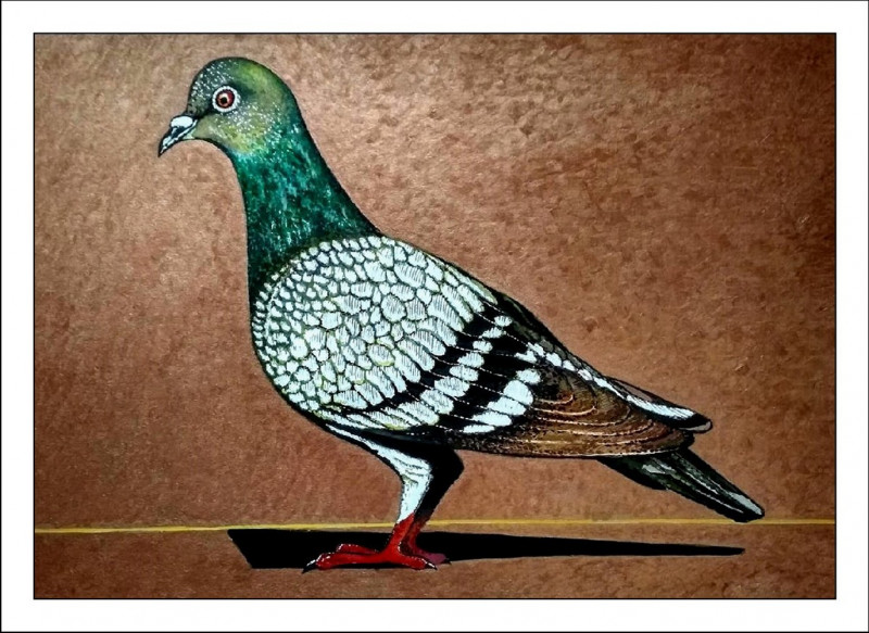 Pigeon original painting by Artūras Skopas . Animalistic Paintings