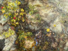 Onutė Juškienė tapytas paveikslas Žemės veidas, Žolynų kolekcija , paveikslai internetu