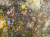Onutė Juškienė tapytas paveikslas Žemės veidas, Žolynų kolekcija , paveikslai internetu