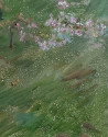 Vaidotas Vankevičius tapytas paveikslas Žydinčios sakuros, Peizažai , paveikslai internetu