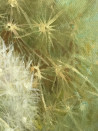 Sigita Paulauskienė tapytas paveikslas Metamorfozė, Gėlės , paveikslai internetu