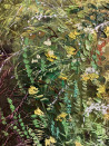 Nijolė Grigonytė-Lozovska tapytas paveikslas Žolynų akademija, Gėlės , paveikslai internetu