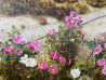 Blooming Coast original painting by Onutė Juškienė. Landscapes
