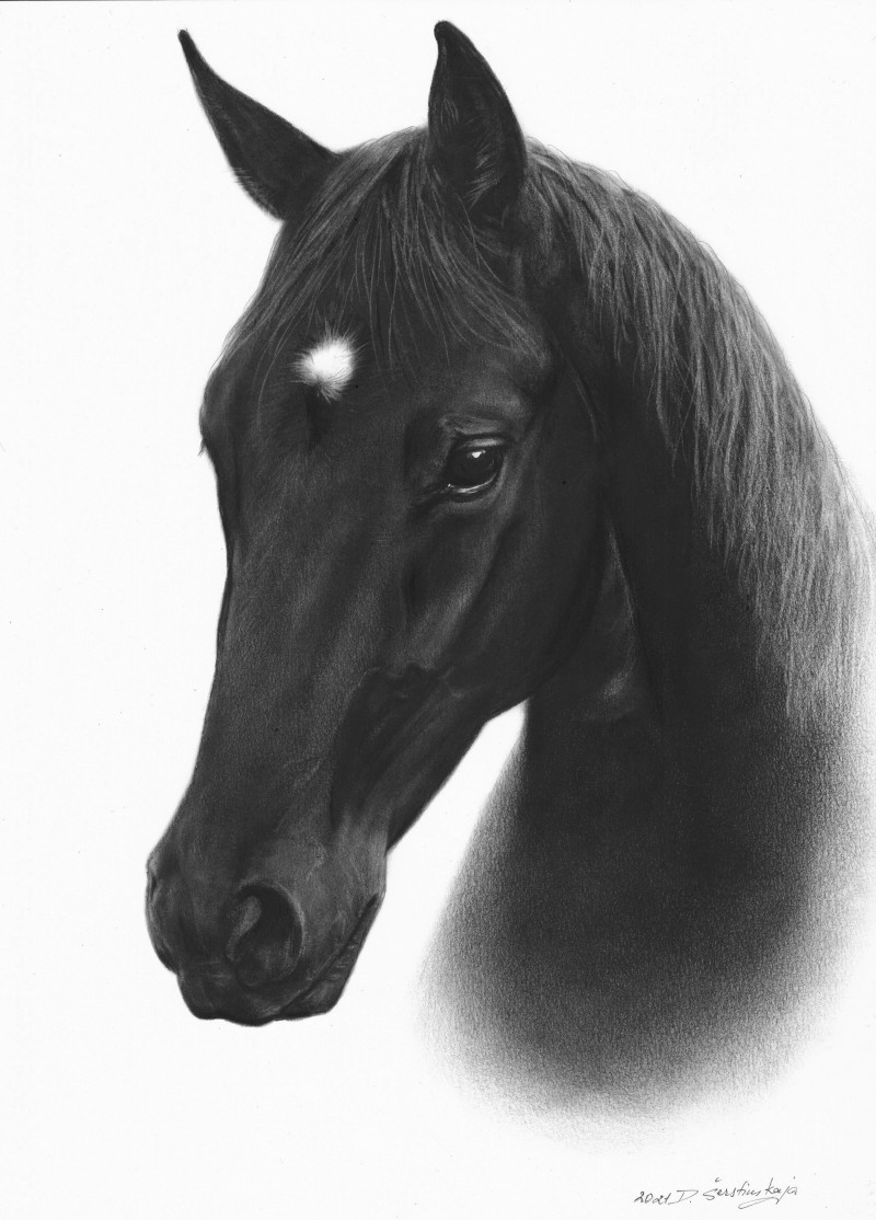 Black Stallion original painting by Danguolė Šerstinskaja. Animalistic Paintings