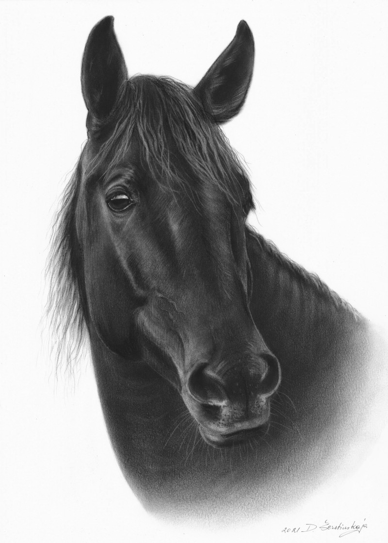Danguolė Šerstinskaja tapytas paveikslas Black Beauty, Animalistiniai paveikslai , paveikslai internetu
