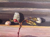 Dalia Čistovaitė tapytas paveikslas Rudeninis, Natiurmortai , paveikslai internetu