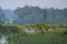 Shallow Stream original painting by Vytautas Laisonas. Landscapes