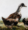 Onutė Juškienė tapytas paveikslas Ant Skirpsto kopos, Animalistiniai paveikslai , paveikslai internetu