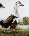 Onutė Juškienė tapytas paveikslas Ant Skirpsto kopos, Animalistiniai paveikslai , paveikslai internetu