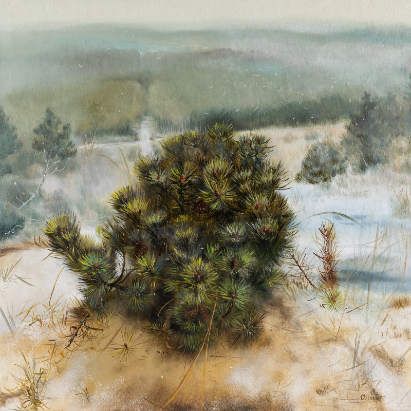 Pine of Skirpst Dune original painting by Onutė Juškienė. Landscapes