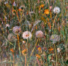 Jonas Šidlauskas tapytas paveikslas Ramybė, Žolynų kolekcija , paveikslai internetu