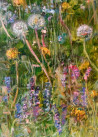 Jonas Šidlauskas tapytas paveikslas Žaluma, Žolynų kolekcija , paveikslai internetu