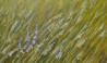 Danutė Virbickienė tapytas paveikslas Šiltas vėjas, Žolynų kolekcija , paveikslai internetu