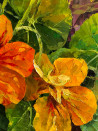 Sigita Paulauskienė tapytas paveikslas Nasturtė, Gėlės , paveikslai internetu