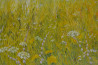 Danutė Virbickienė tapytas paveikslas Vasaros rūbai, Peizažai , paveikslai internetu