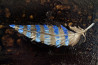 Artūras Braziūnas tapytas paveikslas Plunksna 5, Ramybe dvelkiantys , paveikslai internetu
