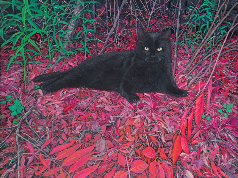 Juoda katė ant raudonų lapų kilimo