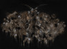 Daiva Karaliūtė-Smilgevičienė tapytas paveikslas A Moth, Animalistiniai paveikslai , paveikslai internetu