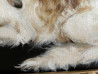 Daiva Karaliūtė-Smilgevičienė tapytas paveikslas Kurtas, Animalistiniai paveikslai , paveikslai internetu
