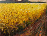 Simonas Gutauskas tapytas paveikslas Žydintis laukas, Rinktiniai peizažai , paveikslai internetu